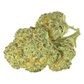 Pedanios 31/1 CMK-CA Chemango Kush