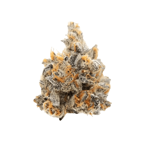 Cannamedical CM 24/1 PG