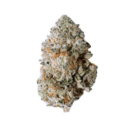 Medicus 30/1 EZA WCR Wedding Crasher