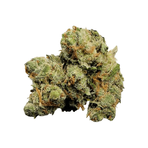 Tilray THC 18 Spotlight Porto Jack Herer
