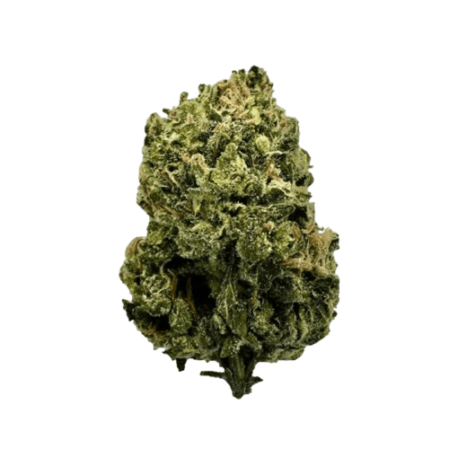 Zoiks 22/1 SLD Sun Lemon Diesel