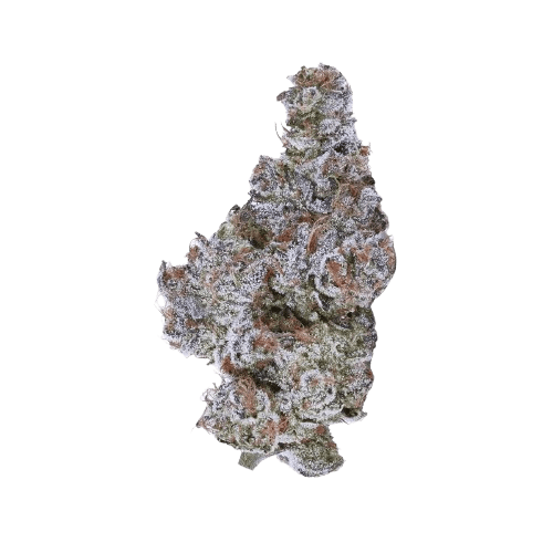 IMC NCC THC21 Cookies & Cream