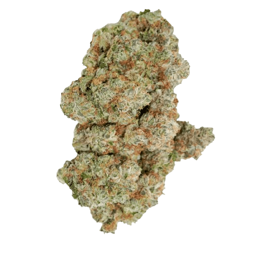 avaay Signature 31/1 OGC