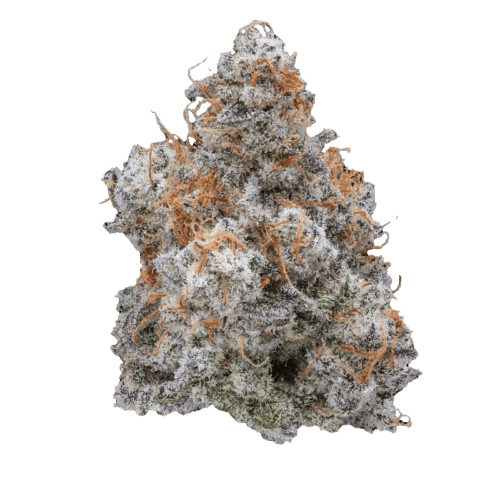 Sumo MDLX 27/1 MAC Deluxe