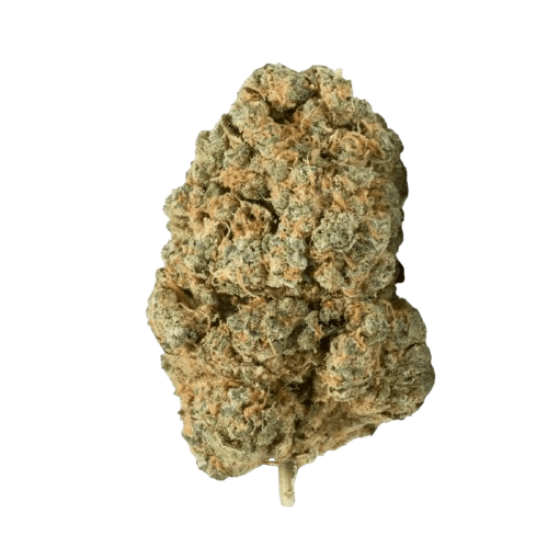 Barongo 23/1 Orange Octane