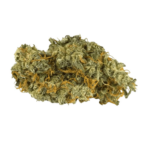 Pedanios 10/10 EQI-CA