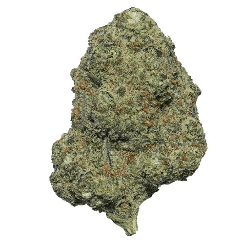 Medical Saints 18/1 MOI Mochi