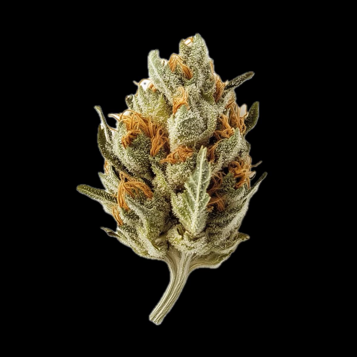 avaay SIGNATURE 23/1 BYY Blueberry Yum Yum