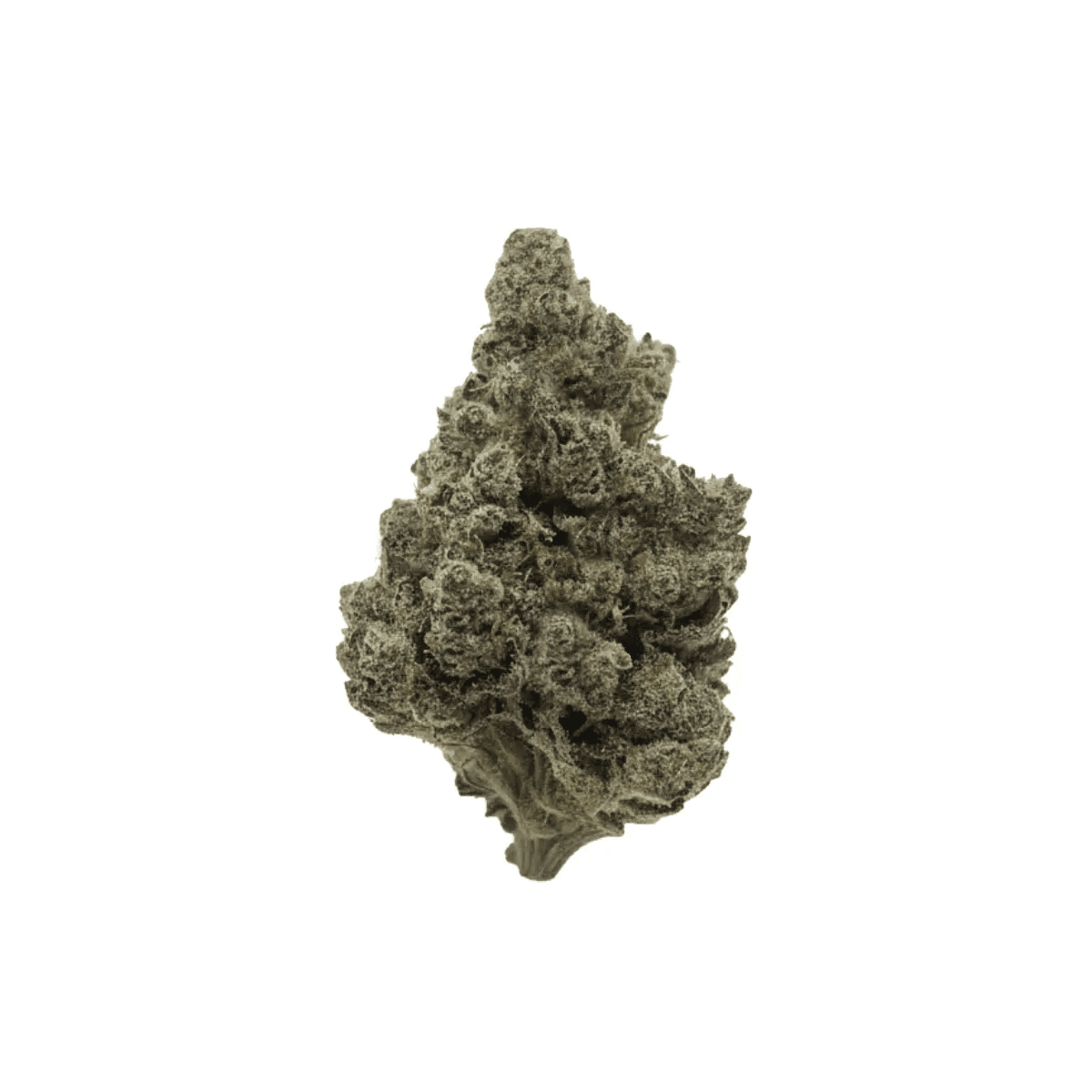AAYRA 25/1 TSH Triangle Silver Haze