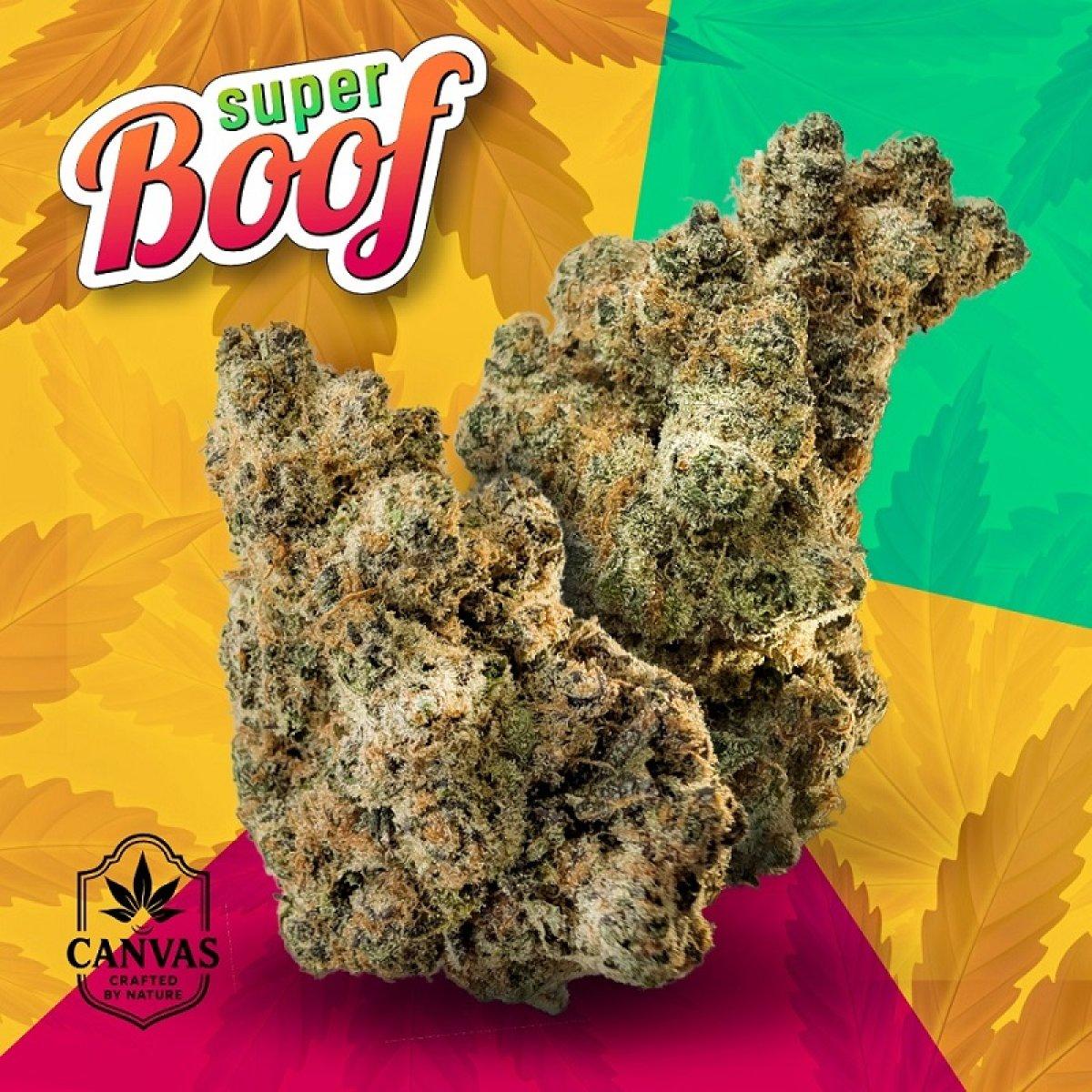 CANVAS SBF THC27 smalls Super Boof
