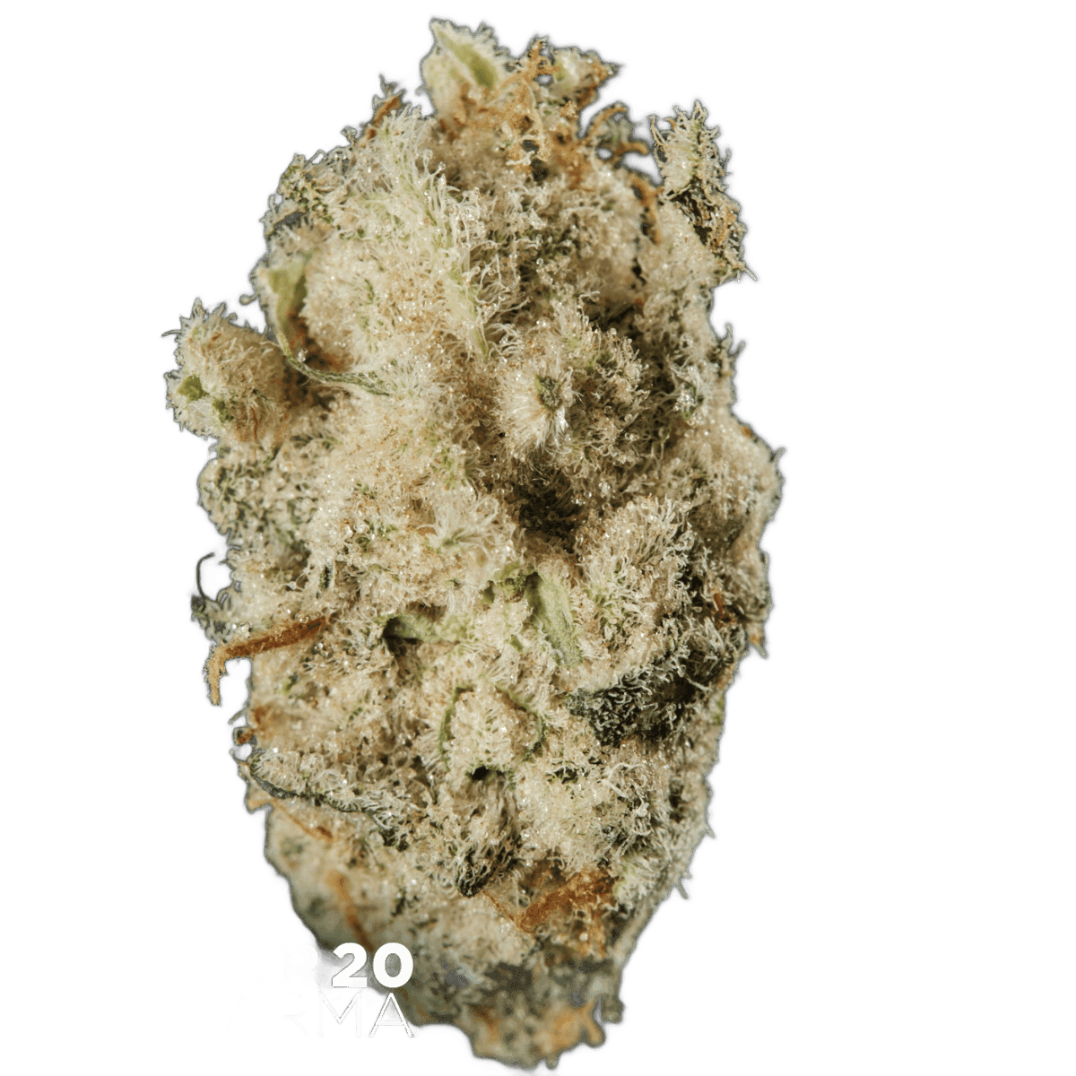 420 Evolution 30/1 CA MSP Masterpiece