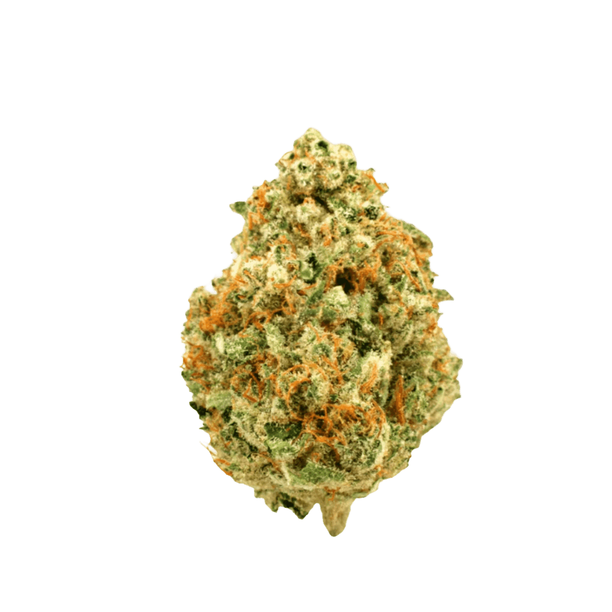 Medical Saints 18/1 CSW Cinnamon Swirl