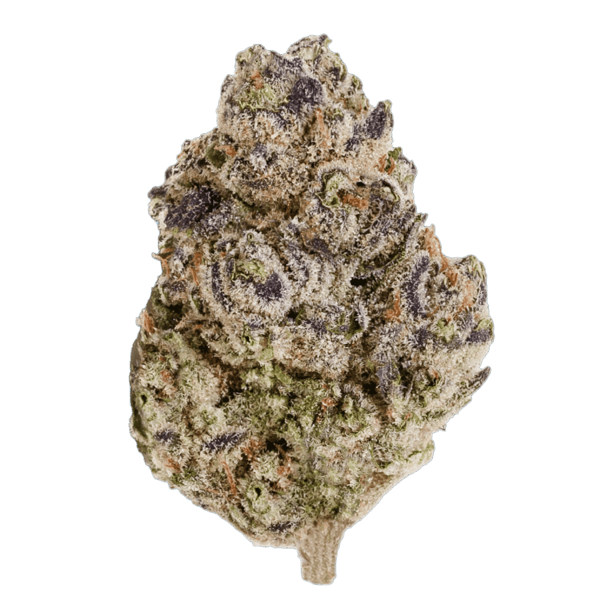 Eufloria 24/1 BCP Black Cherry Punch