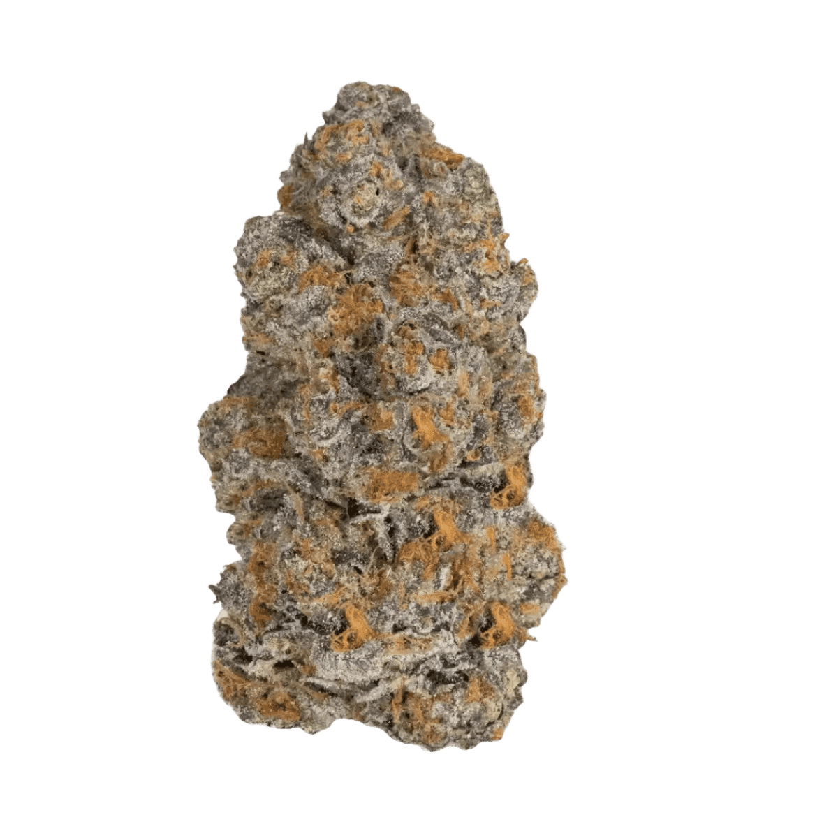 Bathera THC akut TM 30 BIC Biscotti