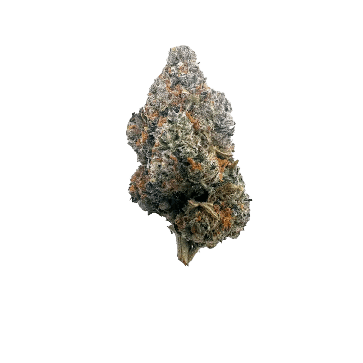 Luana 20/1 GSC Girl Scout Cookies
