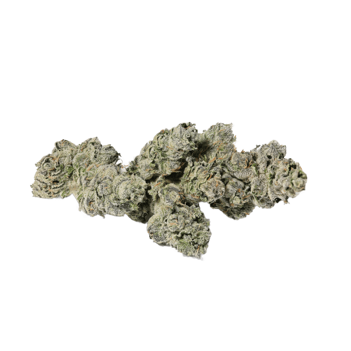 Sinceritas Hybrid Verum 24/1 BK Banana Kush