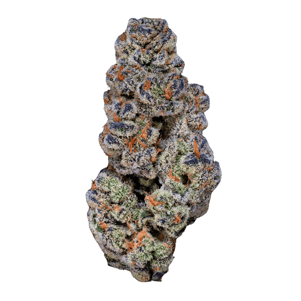 26/1 Amici BH Blueberry Headband