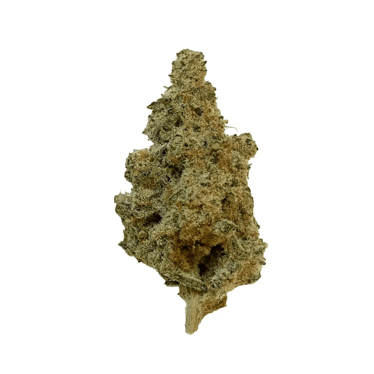 420 Evolution 25/1 CA MSP Masterpiece