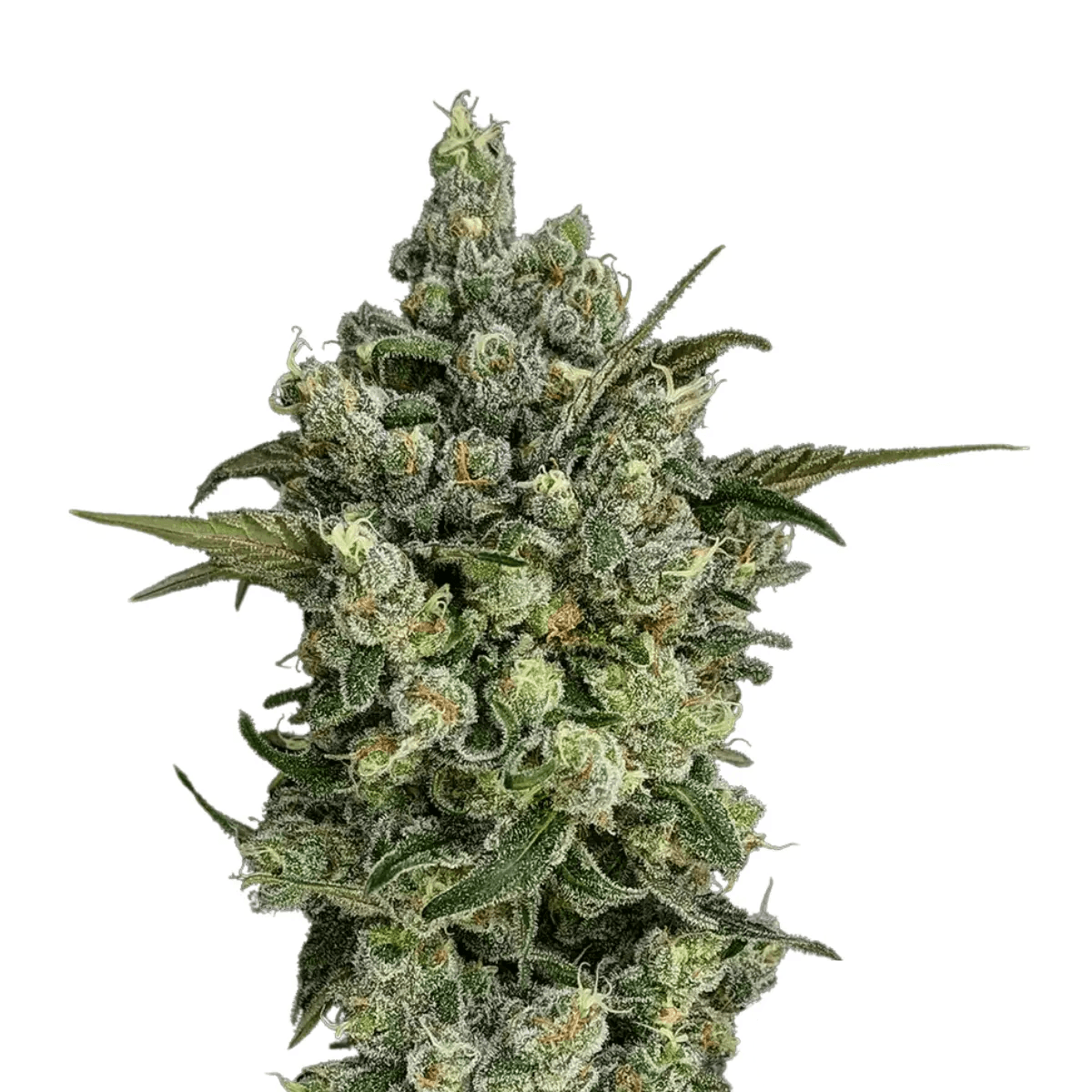 420 Evolution 27/1 CA RZY Red Rozay