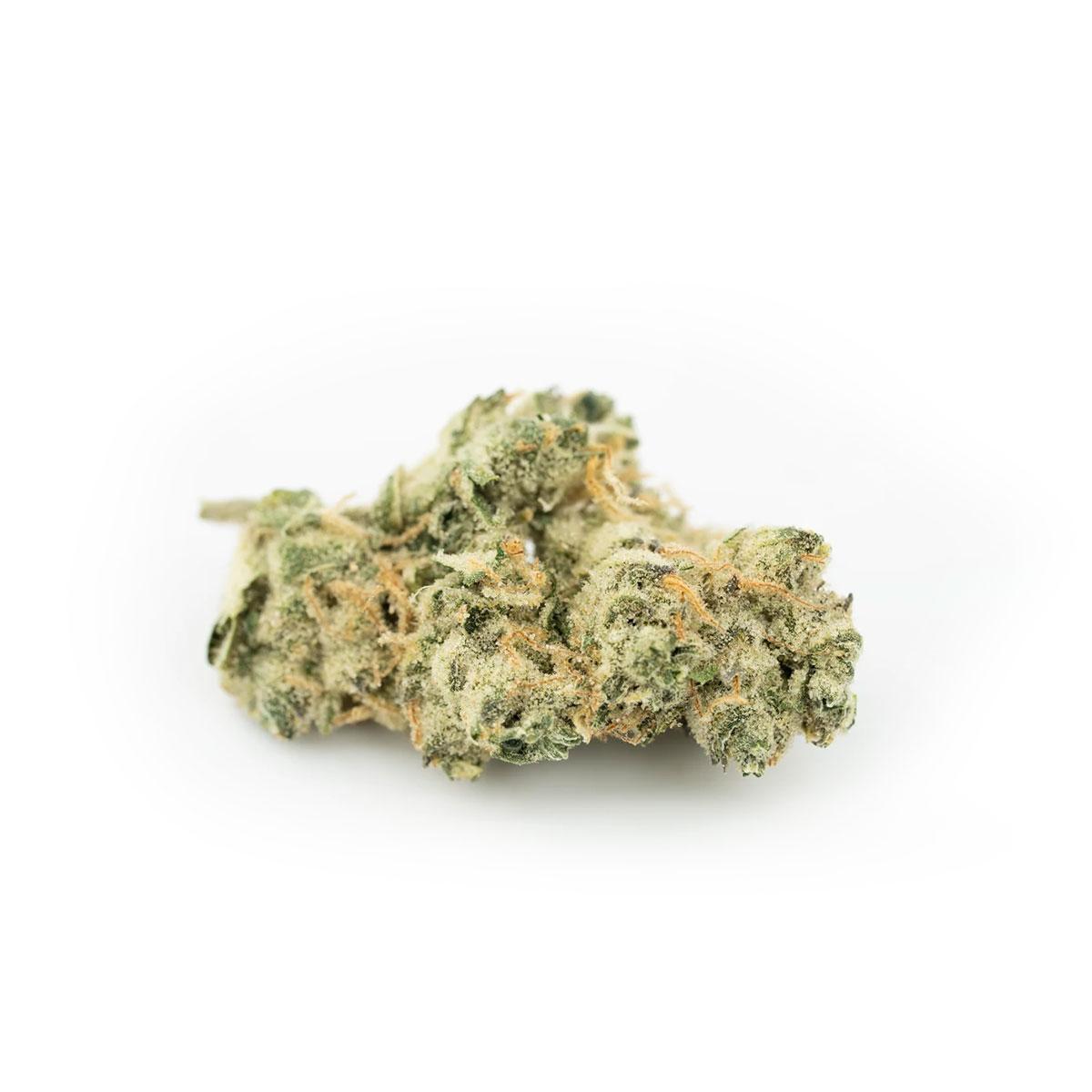 420 Evolution 27/1 CA GMO