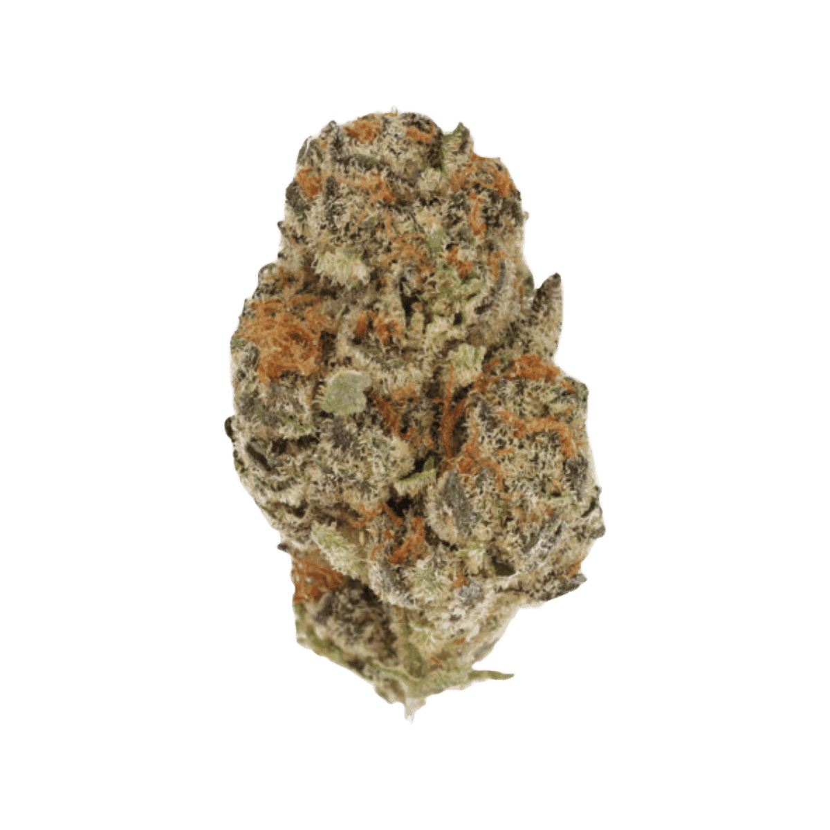 CM Indica Classic ZAF