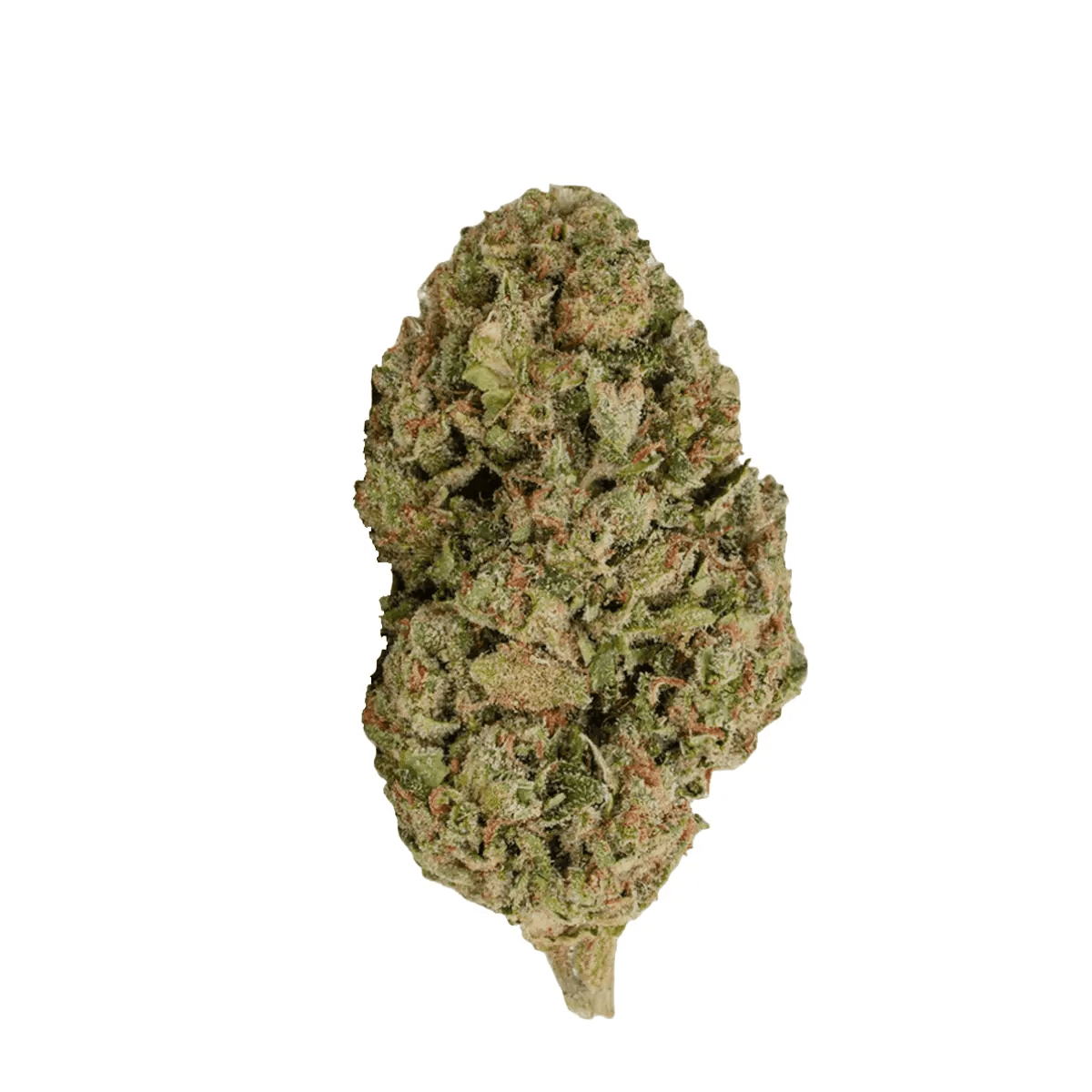 Pretty Smalls BSC 21/1 Biscotti