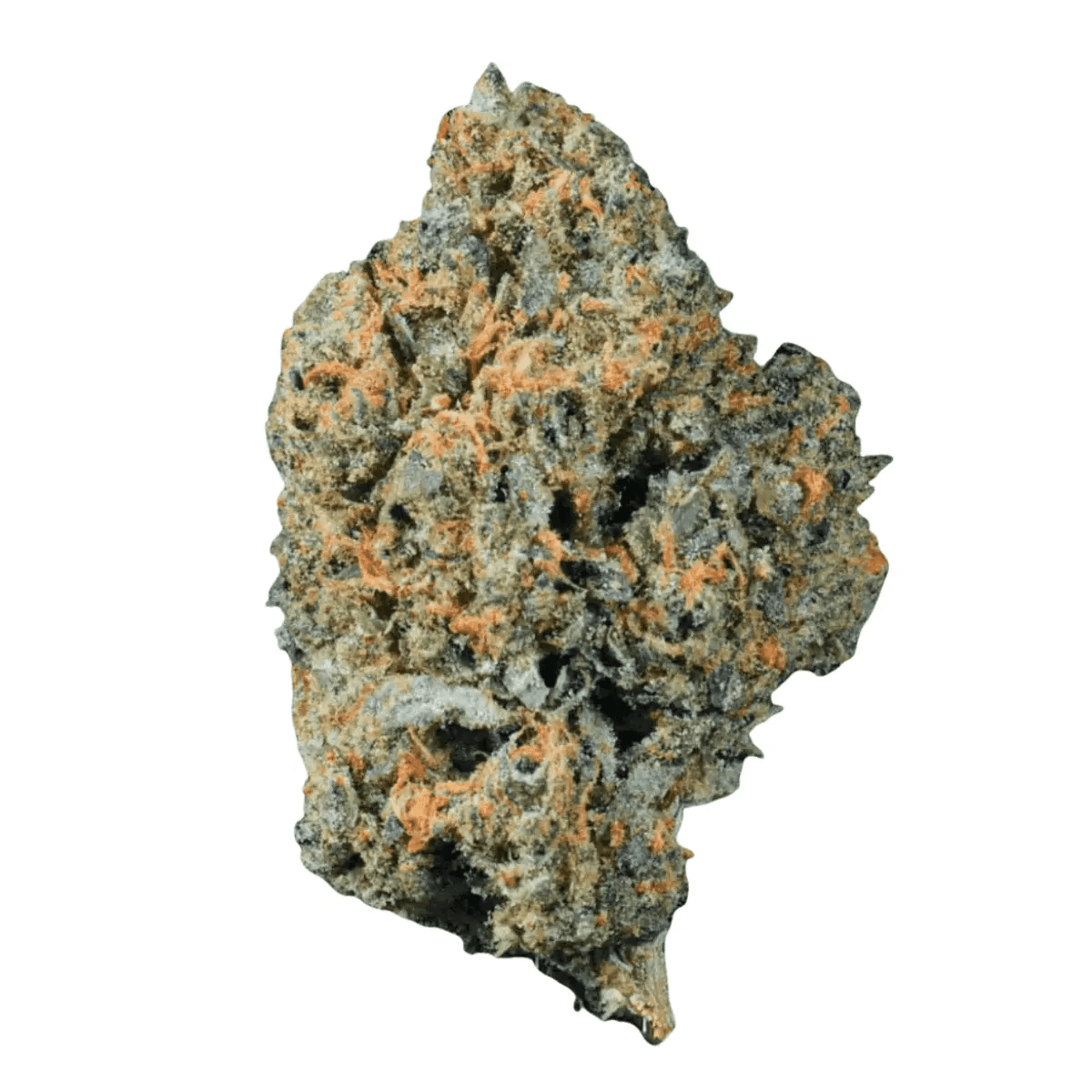 24/1 Amici PKI Pink Kitty