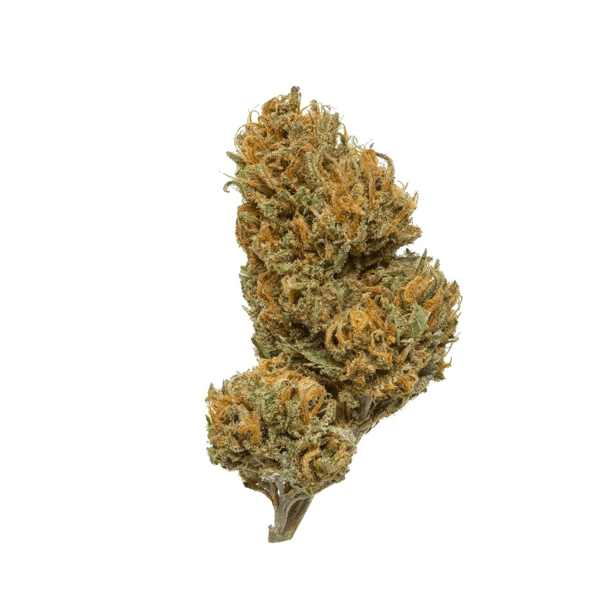 Canify Cannabis flos 8/9 LS KU. Basotho Even