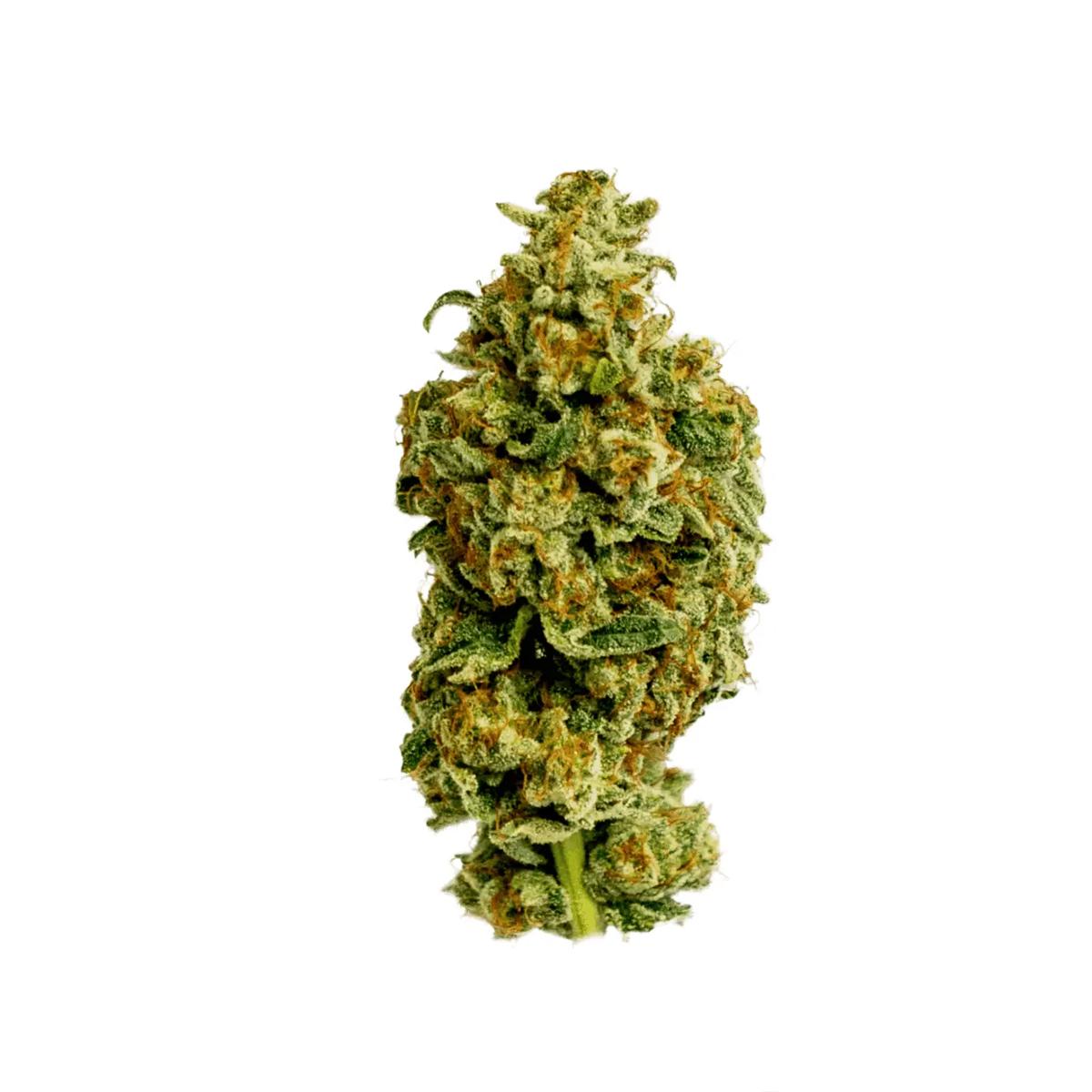 CM Sativa Classic NM Wedding Tree