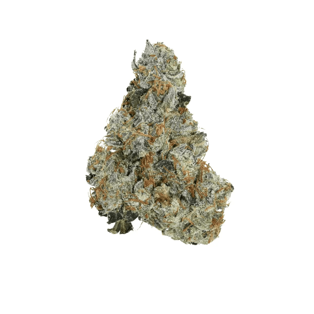 Daily Special 25/1 GMO OMG GMO