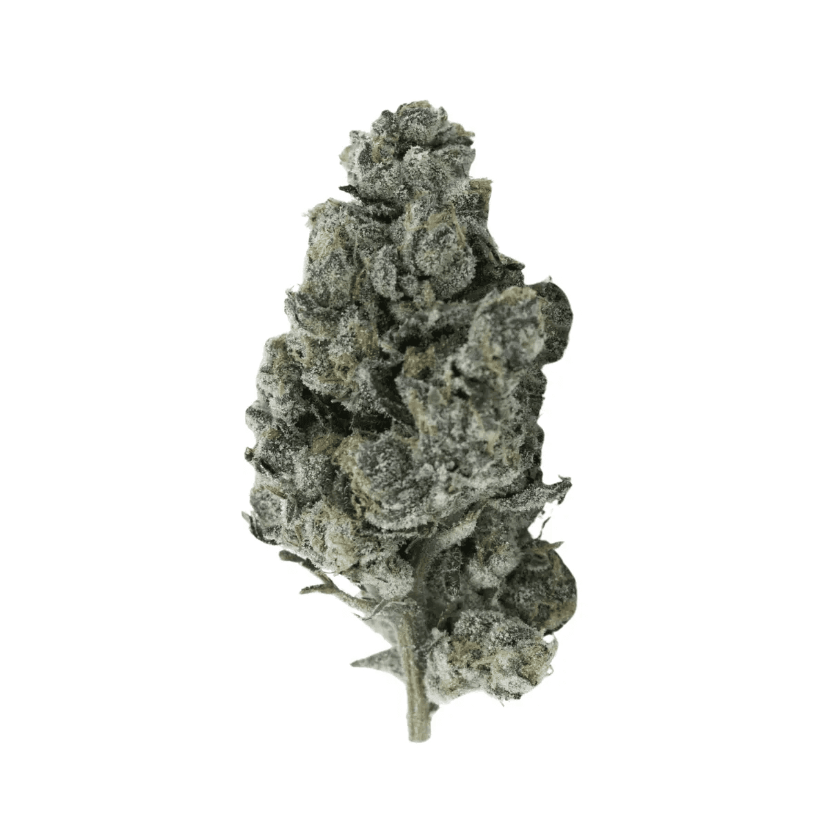 Huala 22/1 CA GBG Grape Burger