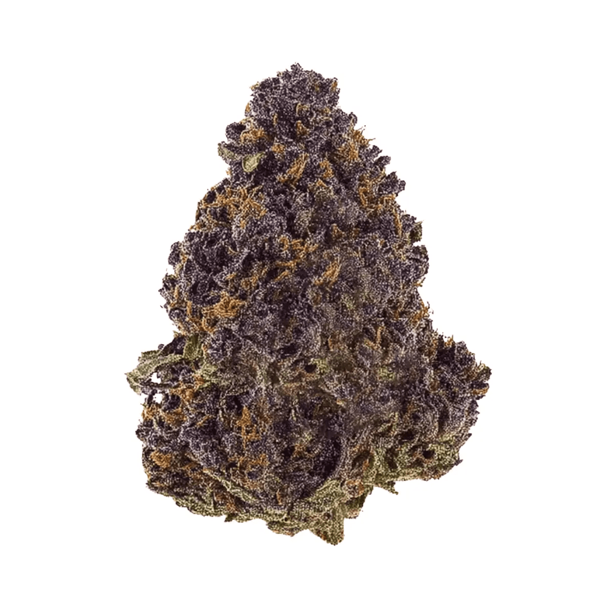 Medical Saints 18/1 HUB Huckleberry