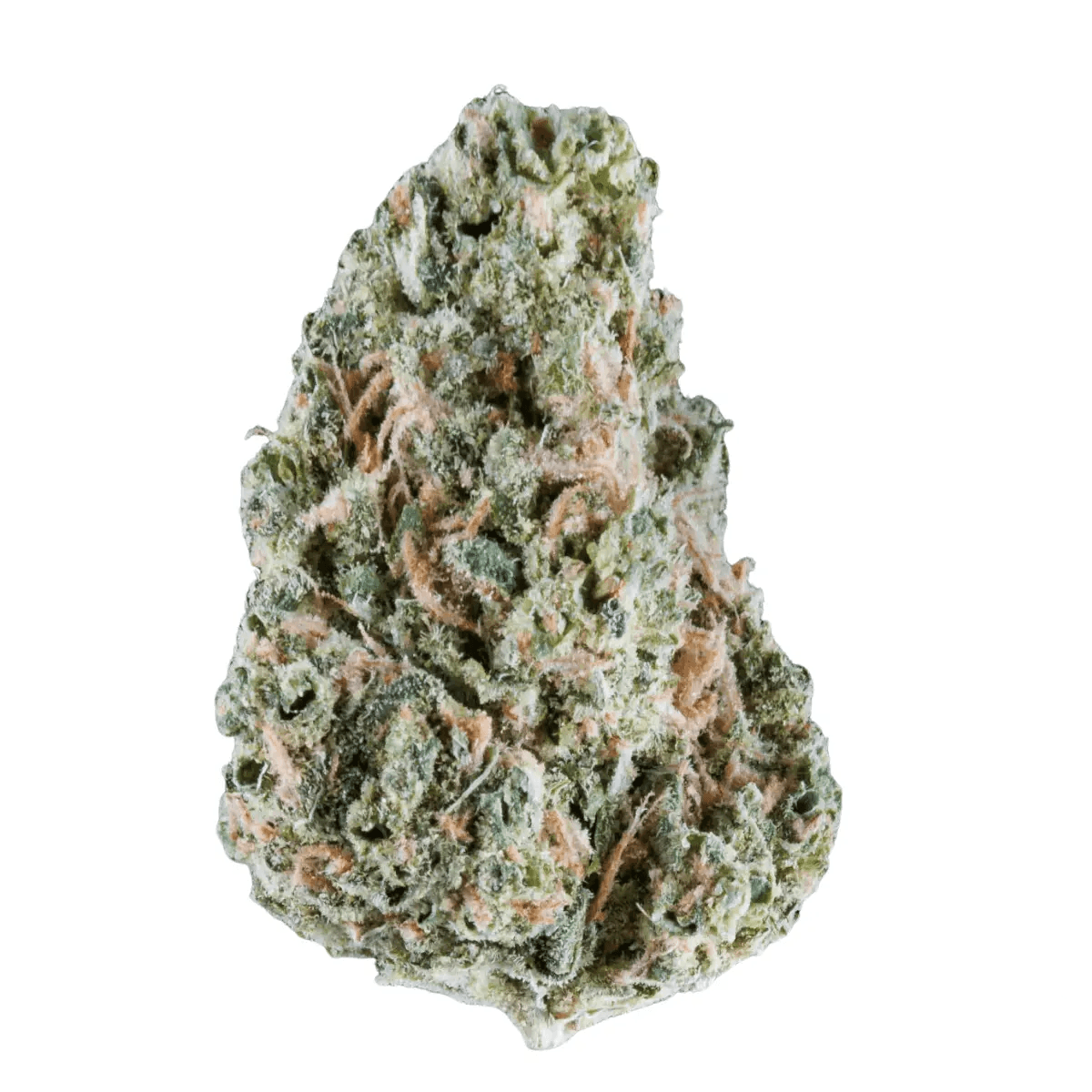 NICE 18/1 SER Seriotica