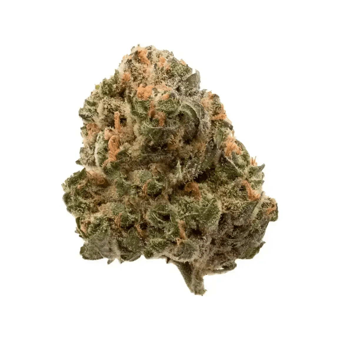 NICE 27/1 GT Garlic Truffle