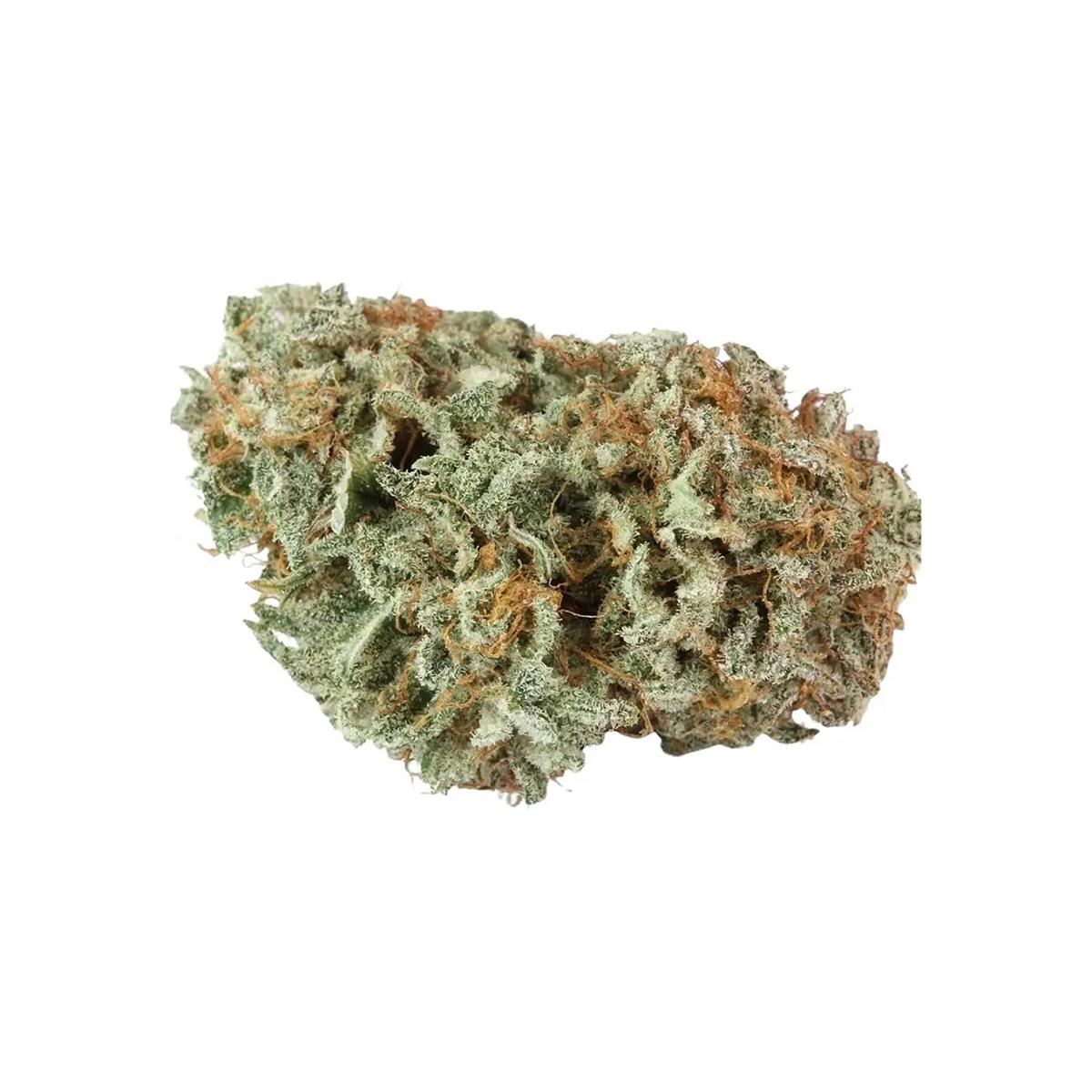 Navcora THC 18 Spotlight Porto