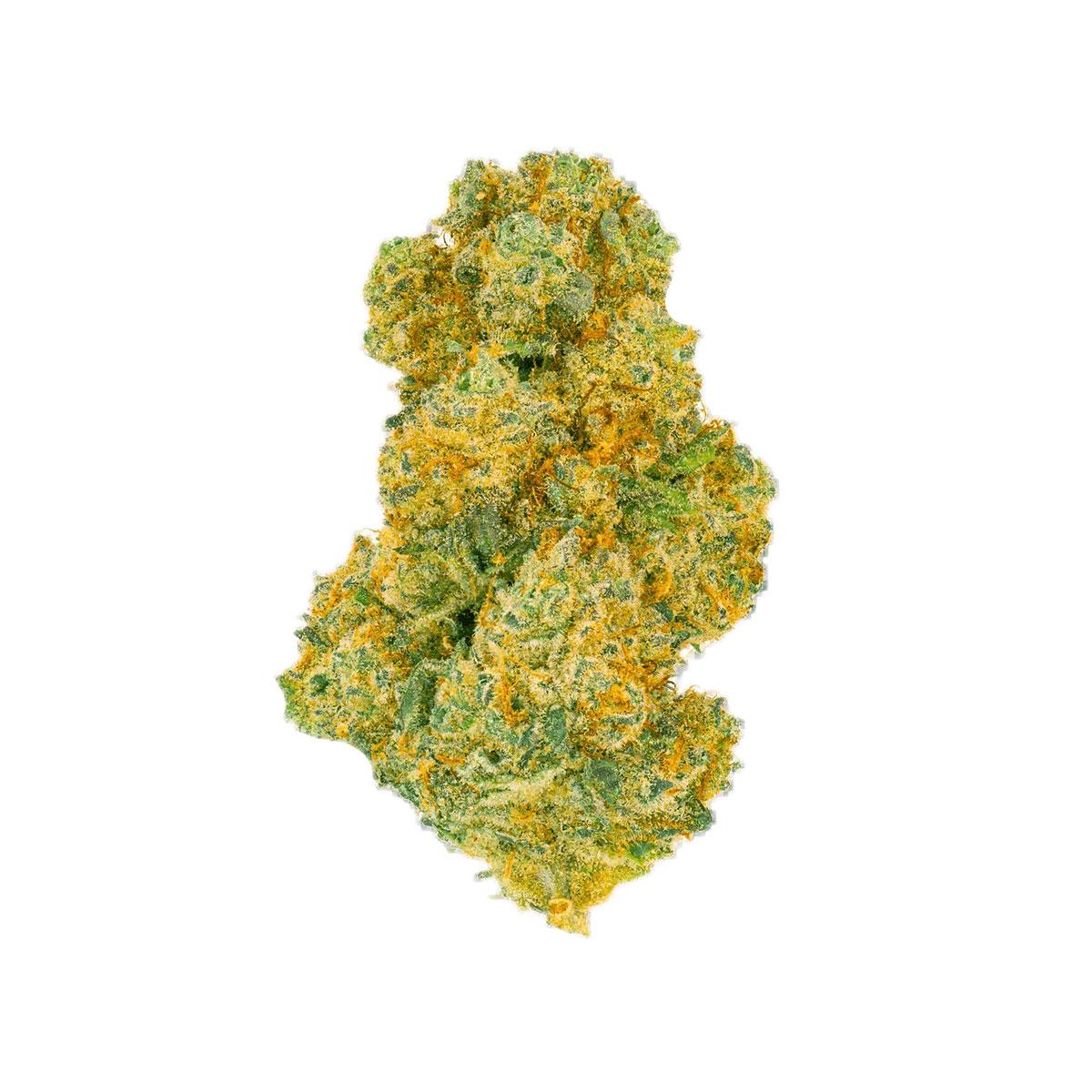 Pedanios 27/1 BLY-CA