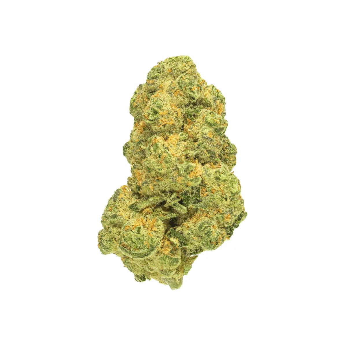 Pedanios 31/1 COS -CA