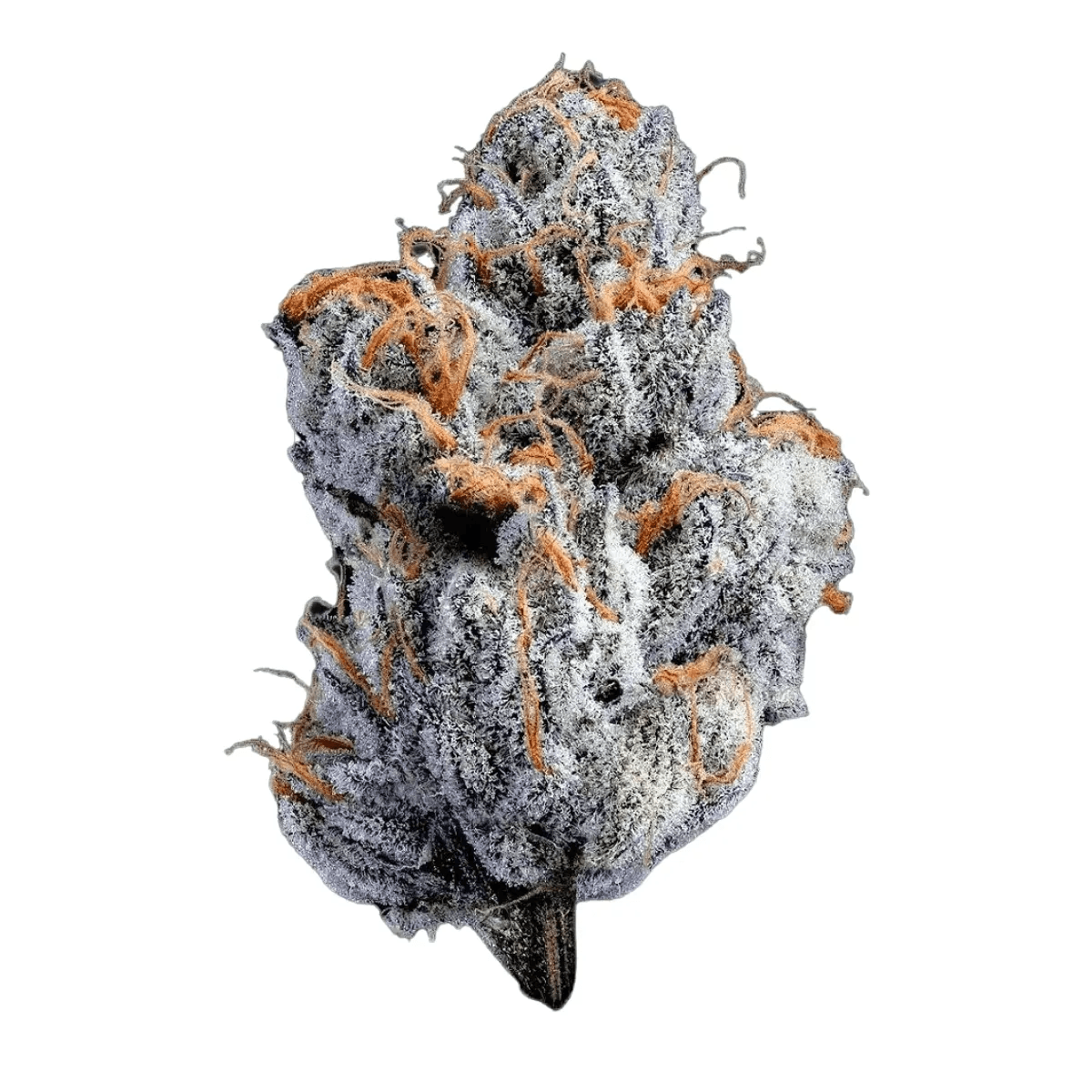 Remexian 24/1 IRC VVP Velvet Pie