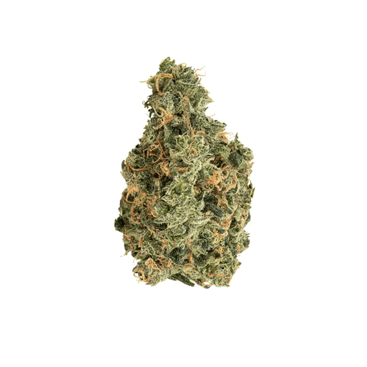 Remexian 27/1 HCC GRA Gran Francorino