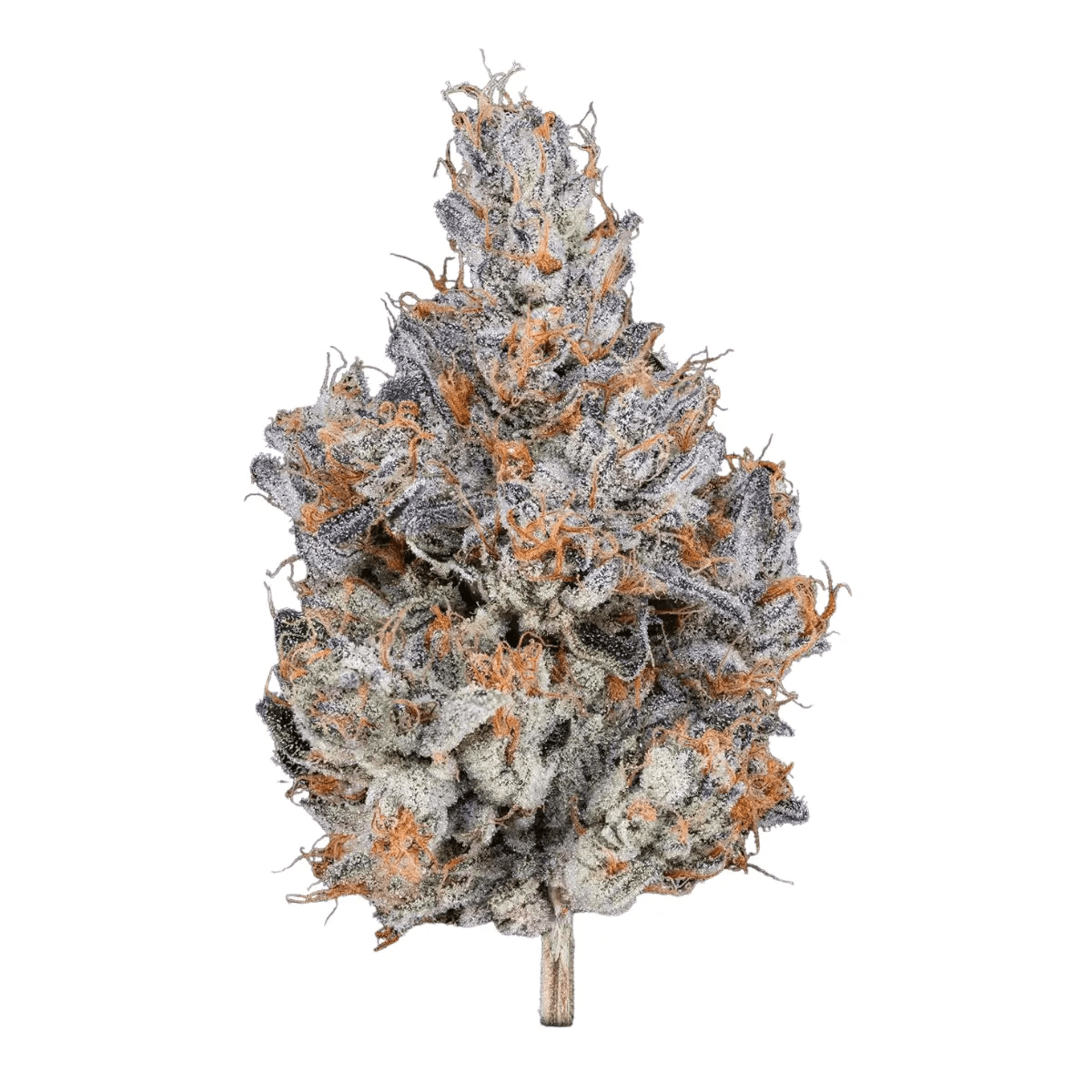 Remexian 30/1 HCC ARR Arctic Reaper