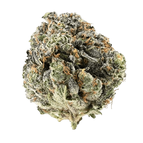 Siggis WBLT 22:01 Siggis Waldbeerblüte