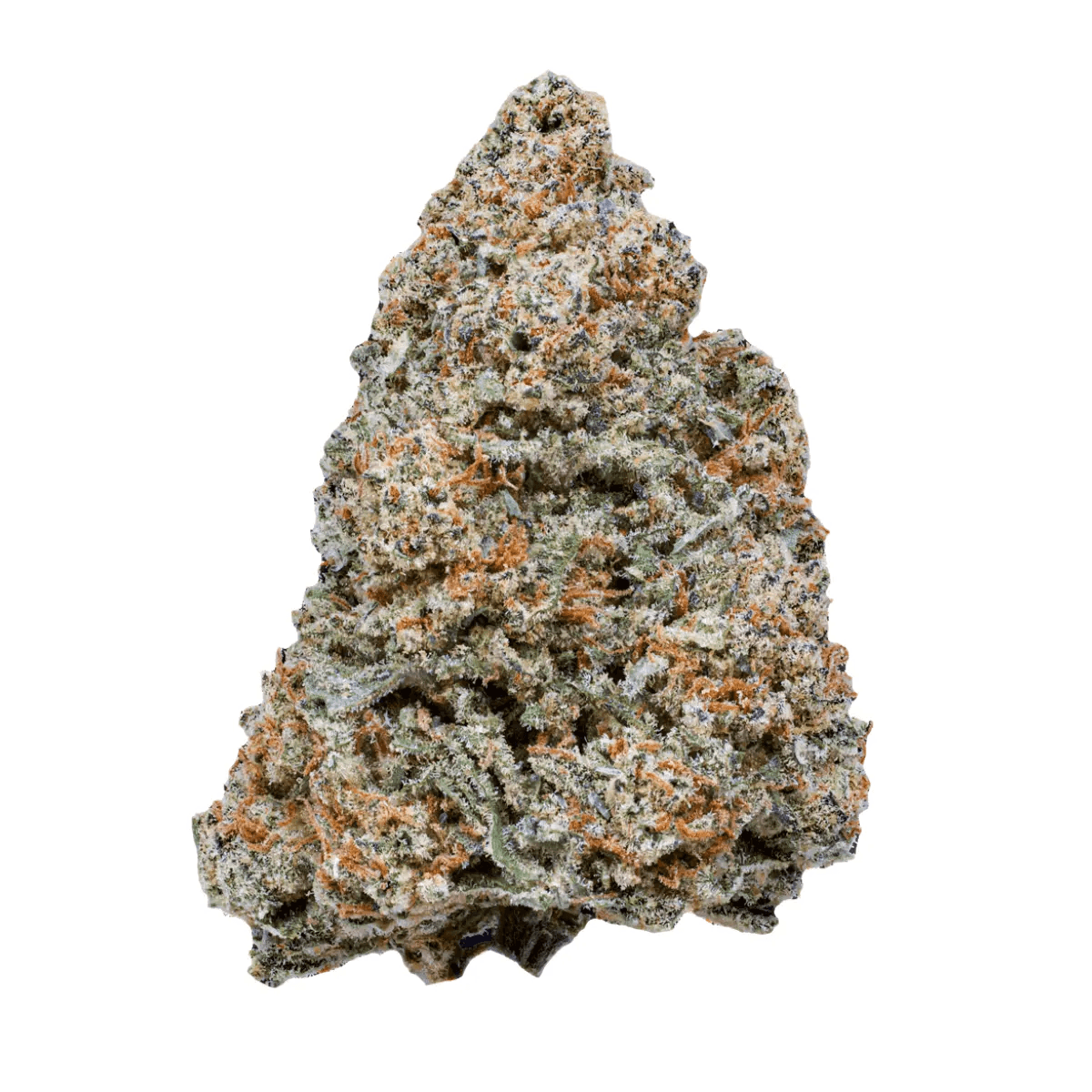 Sinceritas Sativa Auris 27/1 CM Cosmic Mac