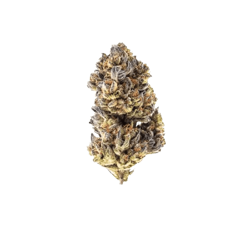 avaay 22/1 SB Sunset Berries