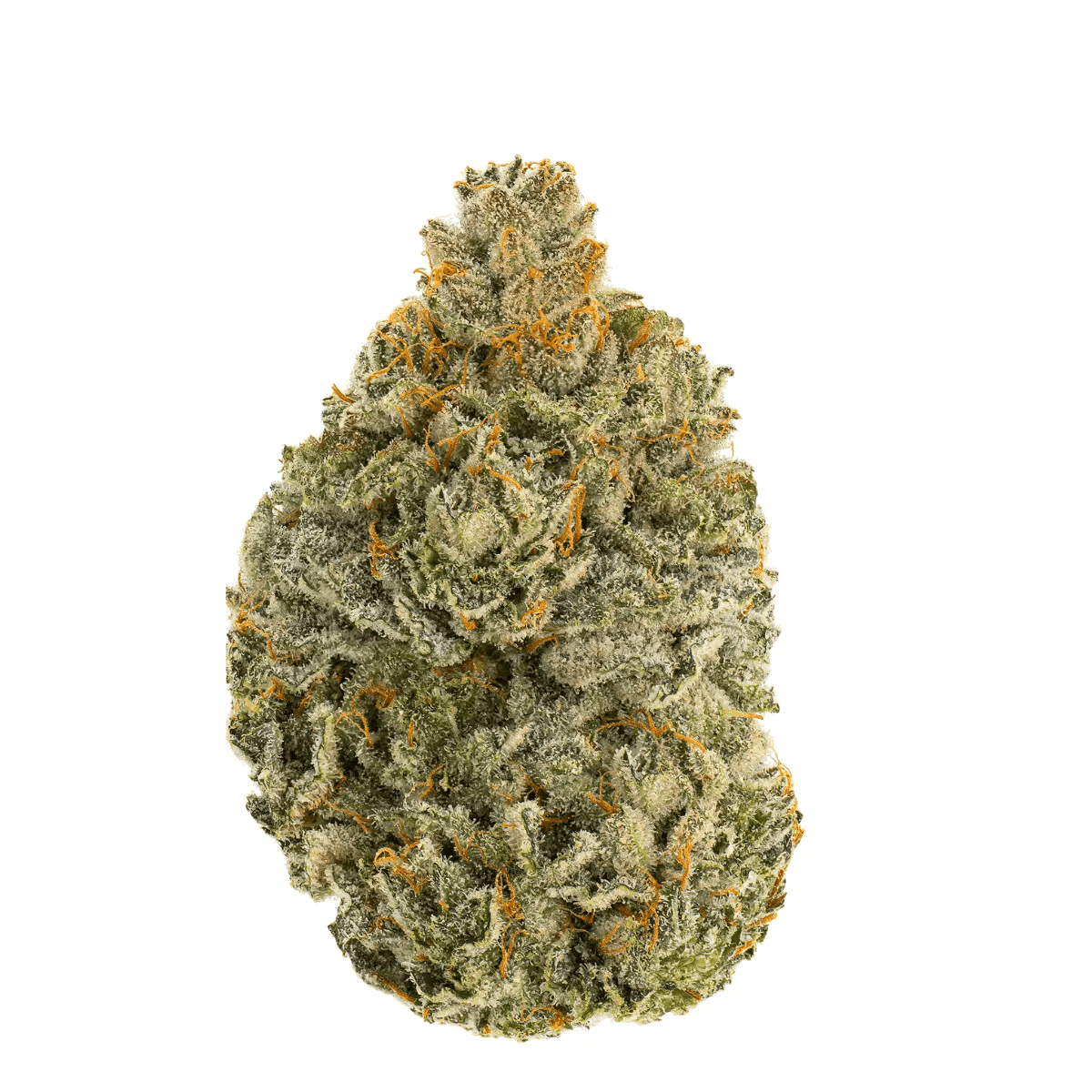 Wellford Aquaponic 30/1 QSG Queen SanG