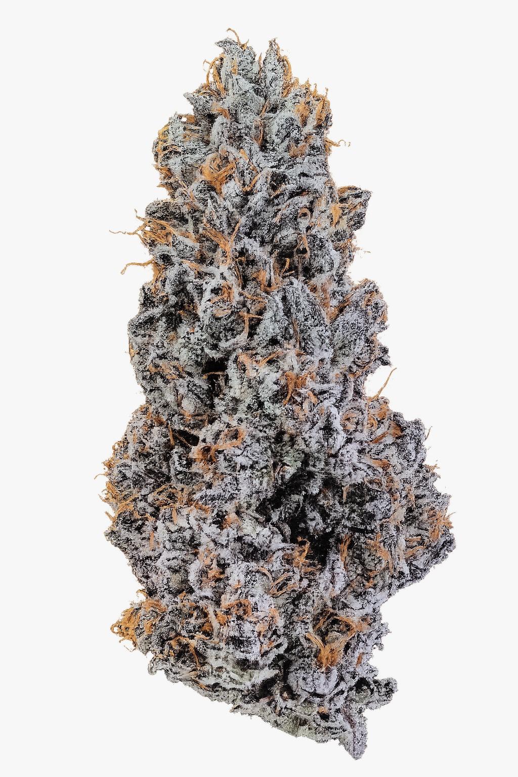 24/1 IUVO OC Ice Burn