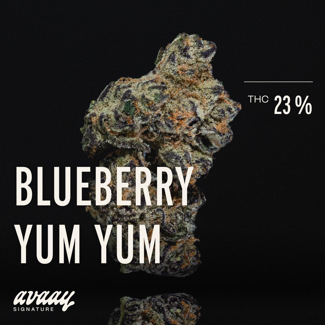avaay SIGNATURE 23/1 BYY Blueberry Yum Yum