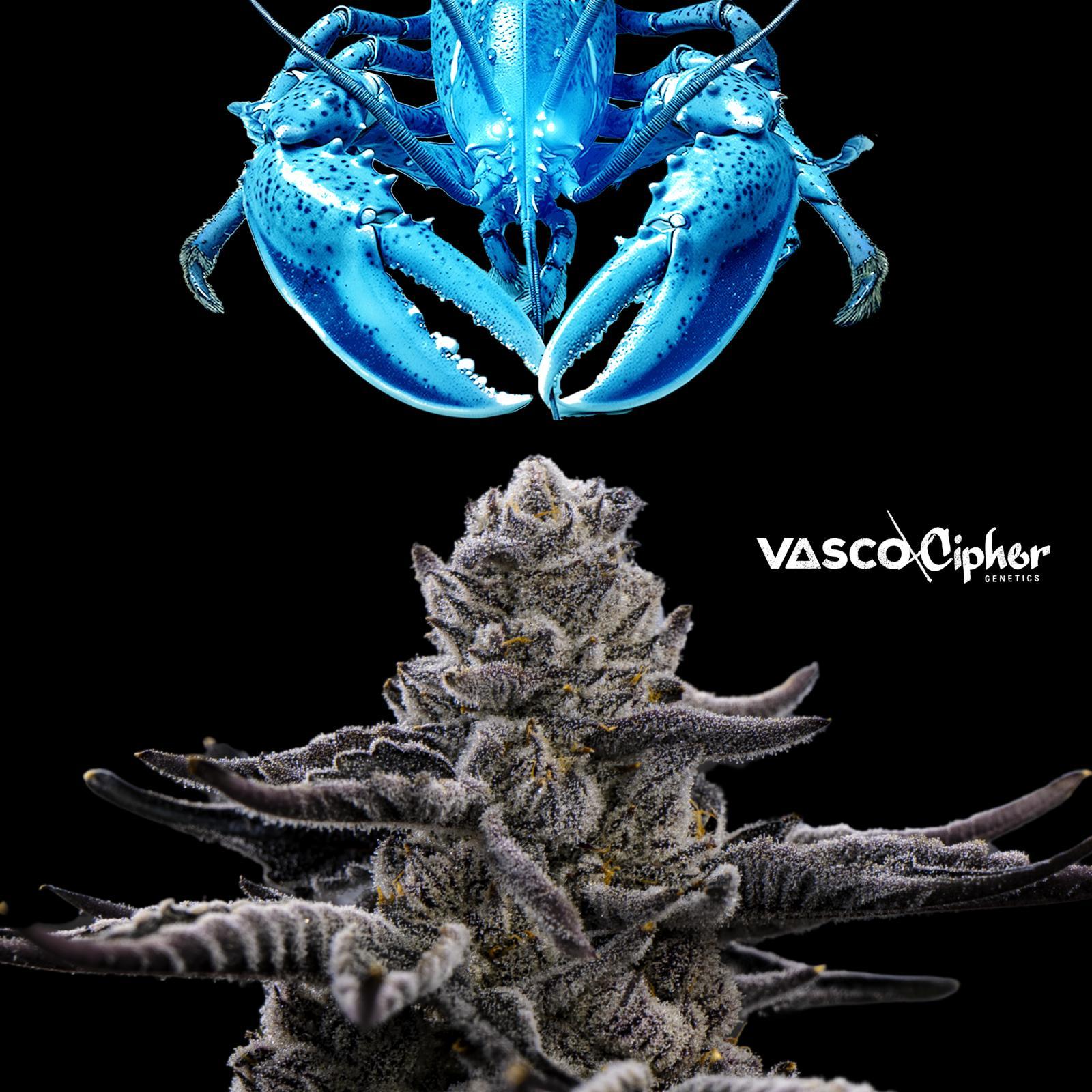 Vasco x Cipher BL Blue Lobster