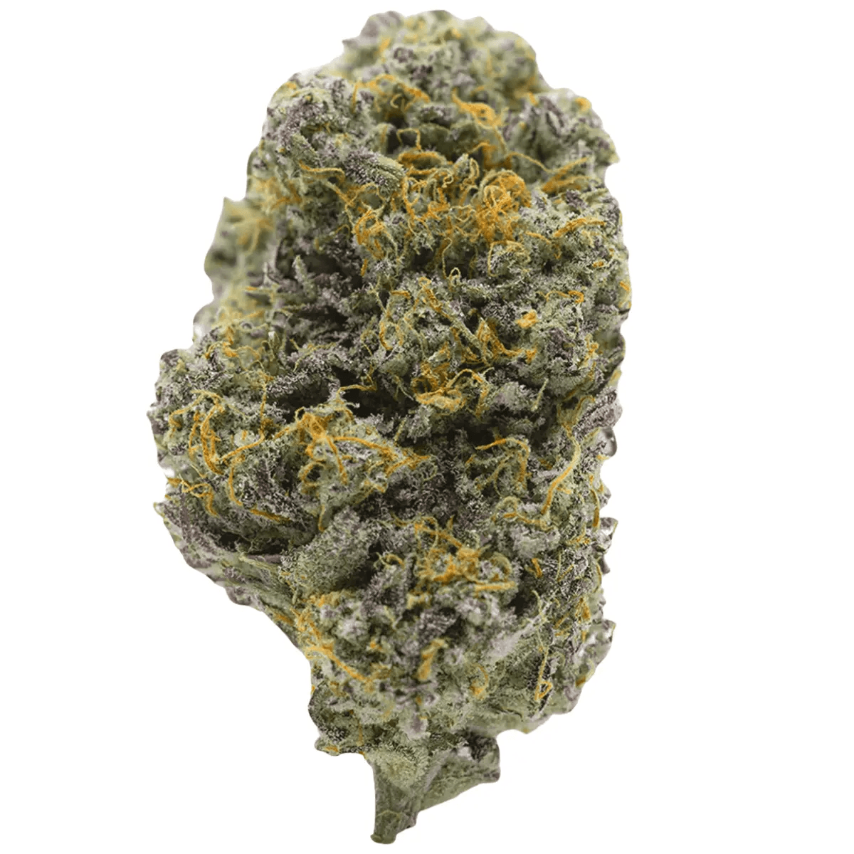 Barongo 26/1 VPR Lemon Viper Mimosa