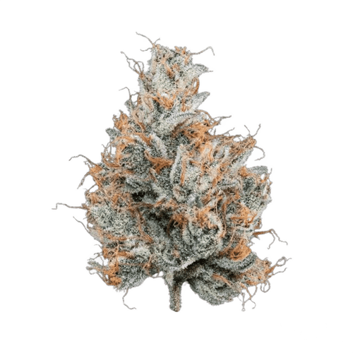 LIT 35/1 STA Sticky Apple