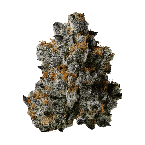 gramz. PP 36/1 Purple Paris